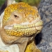 iguana_land_spz_h_0115_ecu1814.jpg